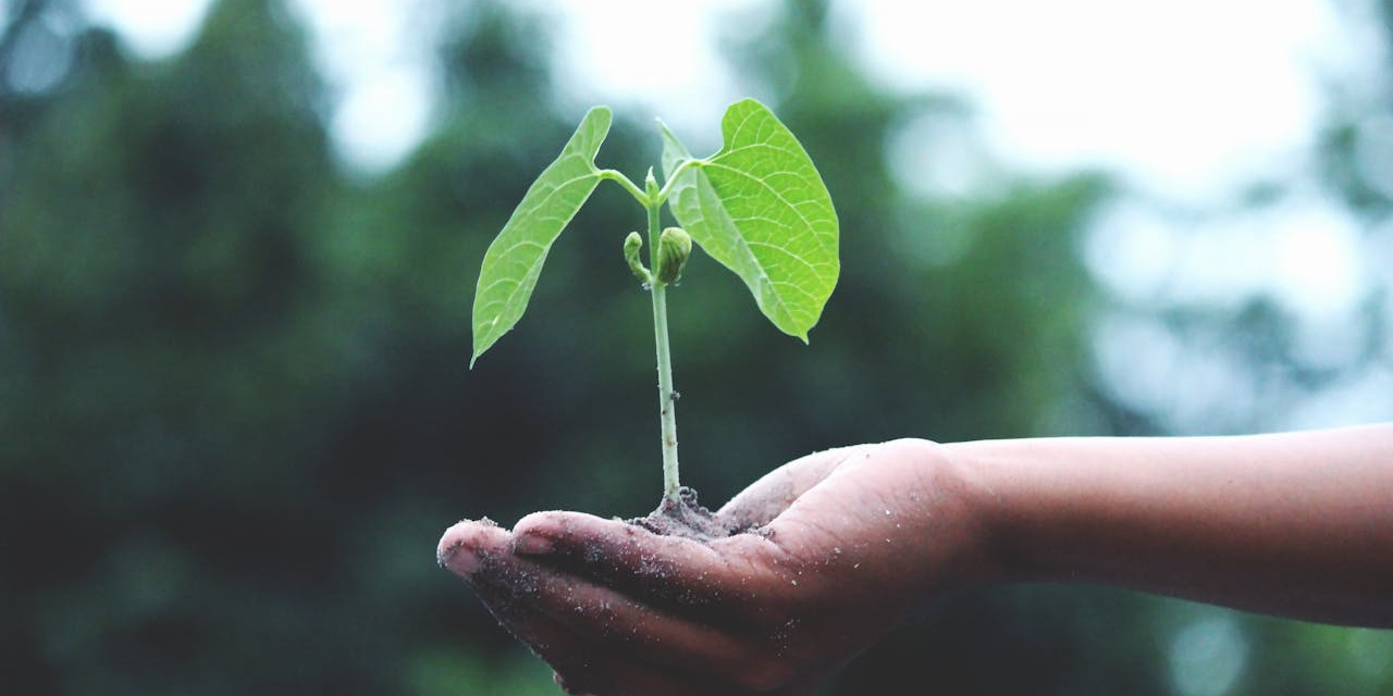 Foto einer Hand, die eine kleine, grüne Pflanze mit zwei großen Blättern hält. Die Hand ist mit etwas Erde bedeckt, und der Hintergrund zeigt verschwommene, grüne Bäume, was auf eine natürliche Umgebung hinweist. Die Szene vermittelt ein Gefühl von Wachstum und Nachhaltigkeit.
